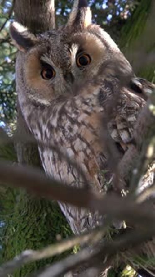 Long-Eared Owl Sitting in Tree Looking