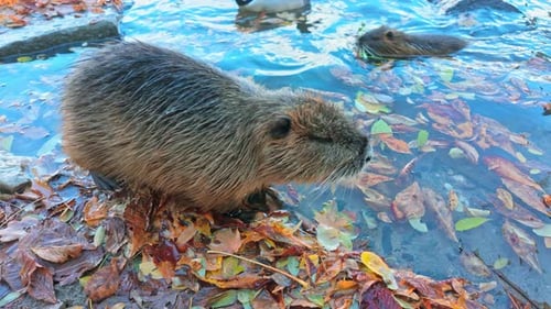 Close-up of Coypu sits on riverbank and grooming itself, combing its fur with its hind paw