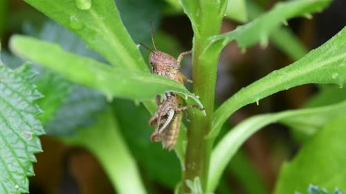 Locust Perched On The Stem Of A Green Plant In The Garden - closeup shot