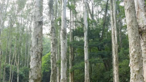 Beautiful trees in the forest. Camera movement inside the forest.