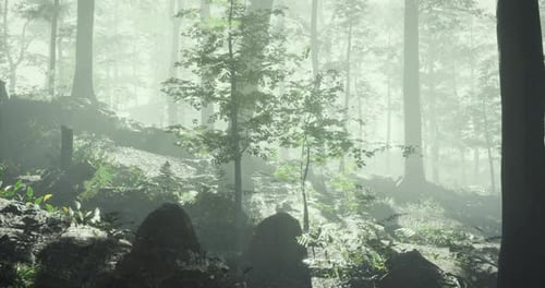 Misty Forest Landscape with Lush Greenery and Soft Light in the Morning