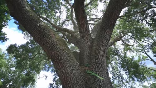 An oak tree in the woods slowly panning with the blue sky and clouds in the background.
