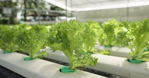 hydroponic green lettuce plants sway gently in sunlight inside greenhouse during slowmotion clip