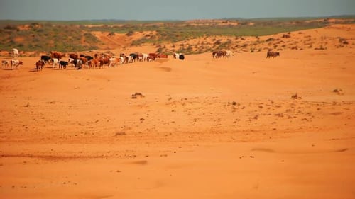 Desert Cattle Herd in African Ranch