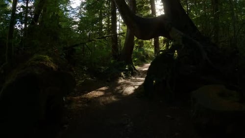Scenic Hiking Trail in the Rainforest with Vibrant Green Trees