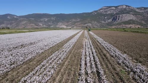 Cosecha de algodón