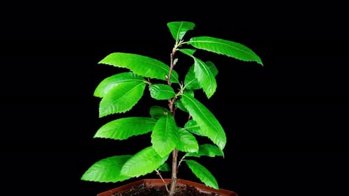 Castanea Sativa Grows Leaves from Buds in Spring. Sweet Chestnut Tree Moving Leaves in Time Lapse