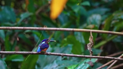 Blue-eared Kingfisher Perching In Branch In The Forest - Close Up