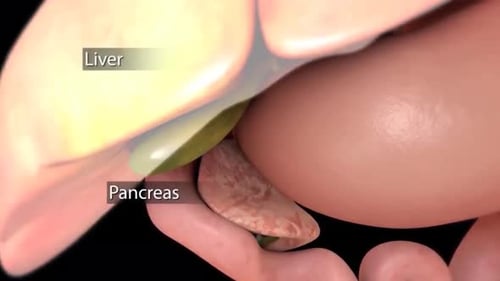 Anatomical view of human pancreas and surrounding organs