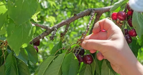 Picking cherries