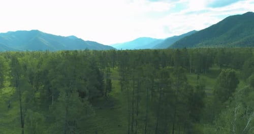 Aerial View Low Flight Above Evergreen Pine Tree Landscape with Endless Mountain Forest at Sunny