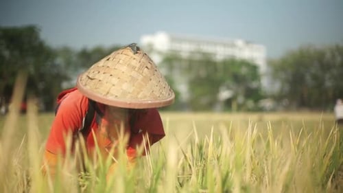 Farmer harvesting Paddy