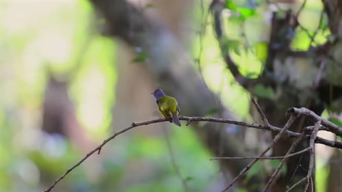 Small Bird Perched on Branch in Vibrant Green Forest Setting