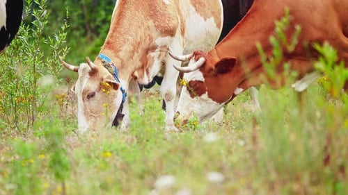 Cows Grazing Peacefully in a Sunny Meadow