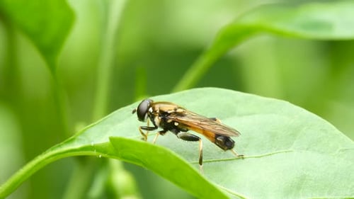 Fly Rests on a Green Leaf in Nature