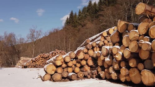 Pile of Logs in a Snowy Forest Environment