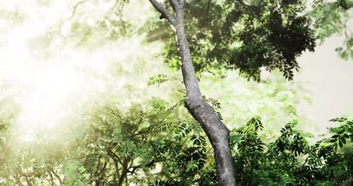 Sunlight Filters Through the Lush Green Canopy in a Vibrant Forest Scene