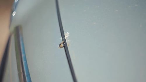 Una imagen de primer plano que captura perfectamente un pequeño insecto que descansa sobre la superficie lisa de un