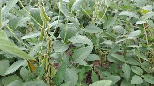 A soybean field