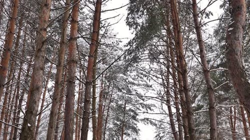 Woman Walks in the Winter Snowy Forest