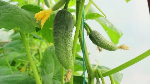 A young, green cucumber hangs on a bush in a greenhouse. Organic food without GMOs.