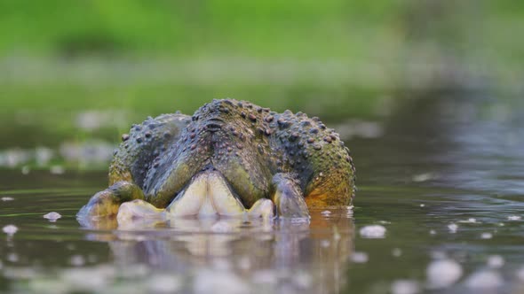 African Bullfrog Mating Breeding In A Pond On A Rainy Season In Central ...