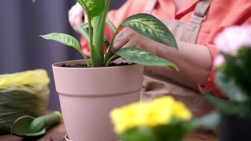 Love of Plant Care Checking Leaves of Home Plants Importance of Plant Care