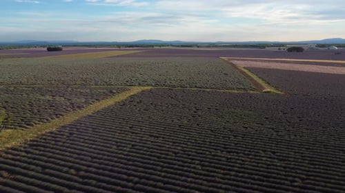 Lavendelfeld in Valensole, Luftaufnahme, Landwirtschaft in der Provence, Frankreich
