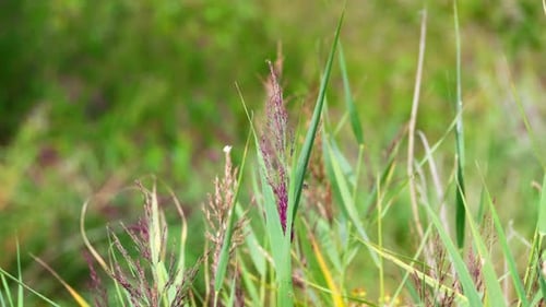 Sommerliche Videoszene mit Pflanzen, Gras, Bäumen und Wasserschilf, die sanft im Wind wehen. Entlang eines r