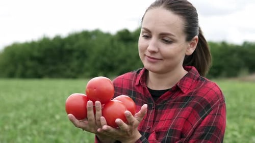 A woman farmer holds a bunch of tomatoes in her hand in an agricultural field. Agricultural industry