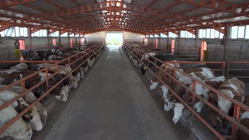 Vacas dentro del edificio de la granja lechera 4K