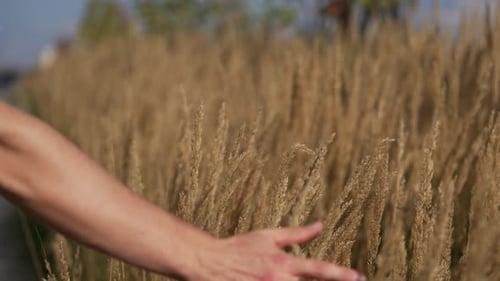 Man's Hand Gently Brushing Golden Grass in a Sunlit Field Evoking Calm Freedom and a Quiet