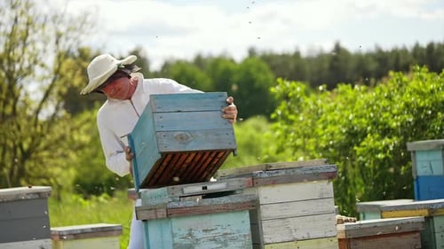 Beekeeper Inspecting Beehives in Rural Setting