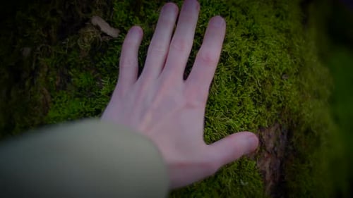 A Persons Finger Gently Grazes the Mossy Tree Trunk in Nature