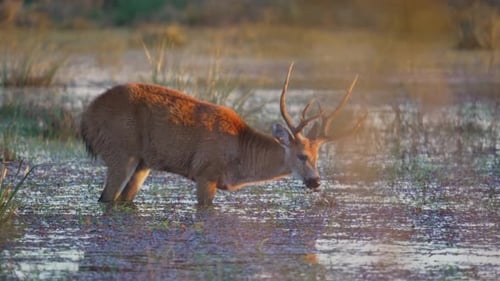 Marsh deer pulls grass from wetland, knee deep with reflections