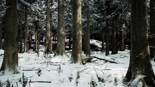 Quiet Winter Forest with Snow Covered Trees and Distant Rocky Formations