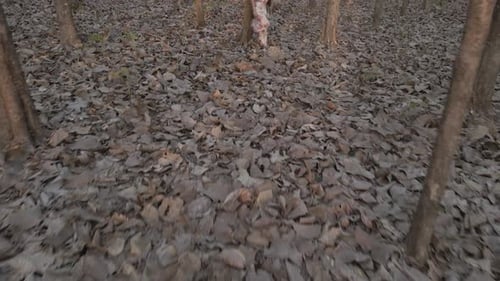 A girl in white with long hair in a mysterious forest, Costa Rica.