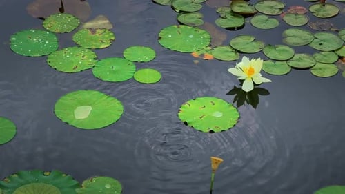 Beautiful waterlily or lotus flower with water surface