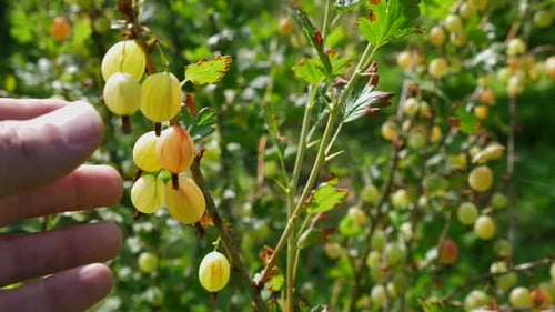 Close Up of Gooseberries on Branch Touched by Hand