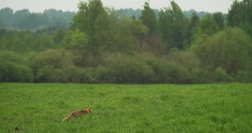 Renard roux européen Vulpes Vulpes marchant sur l'herbe verte dans un pré printanier sous la pluie