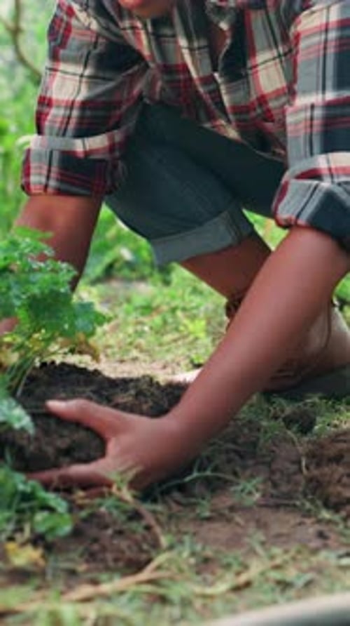 Plant, soil and farming with hands of person and ground for growth, sustainability and agriculture