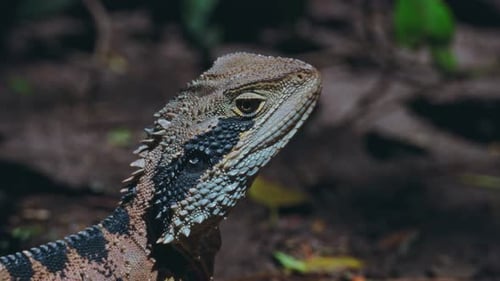 Water Dragon Displaying Textured Scaled Features Close View Of Vigilant Lizard In Natural