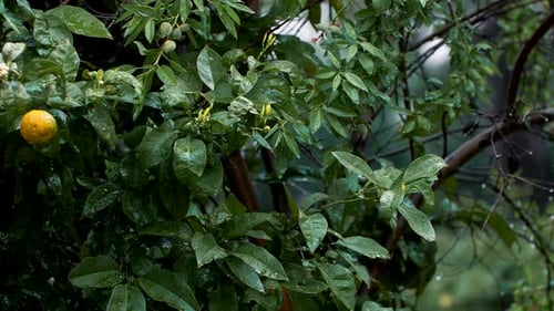 Shot of rain falling on a lush green lemon tree in the rain.