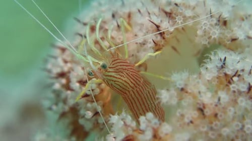 Small Red Stripe Peppermint Cleaner Shrimp Hides in Soft Coral Moves Antenna