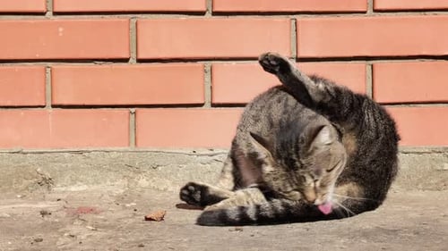 Tabby Cat Grooming in Front of Brick Wall
