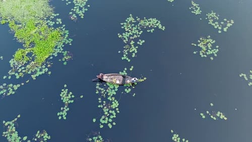 Boatman is collecting flowers in a lake