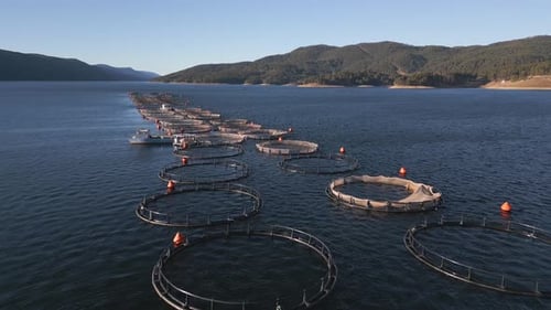 Drone Flying Over the Salmon Fish Farm in the River Aerial View