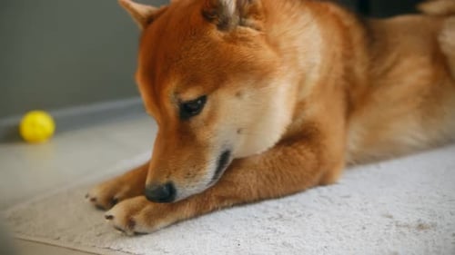 Cute Shiba Inu Dog Lying on a Rug