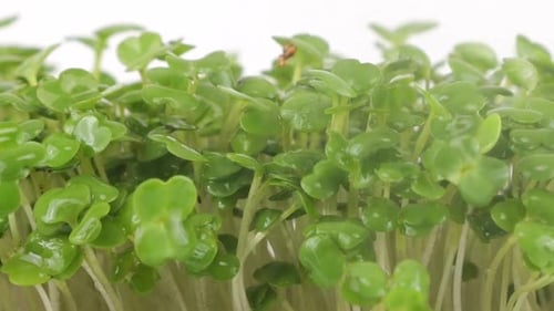 Close Up View of Fresh Green Microgreens