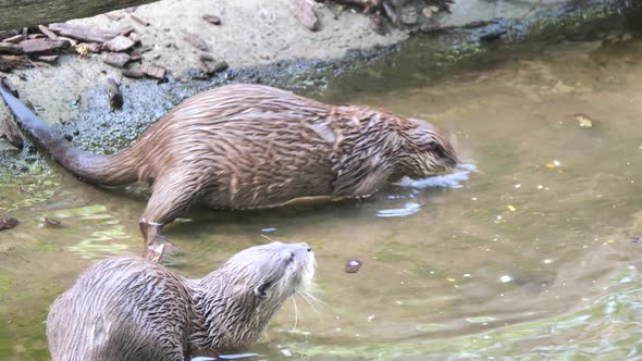 Slow motion shot of two otter adder hunting fish in river during sunny ...
